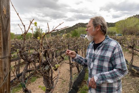 Man looking at grape vines in vineyard