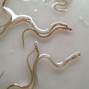 Transparent baby eels swim in shallow water in a white container.