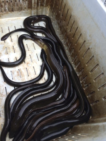 About a dozen large eels lie in the bottom of a large bin.