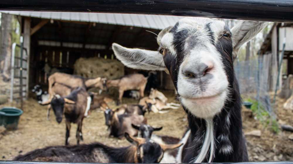 goats at gorgeous goat creamery.