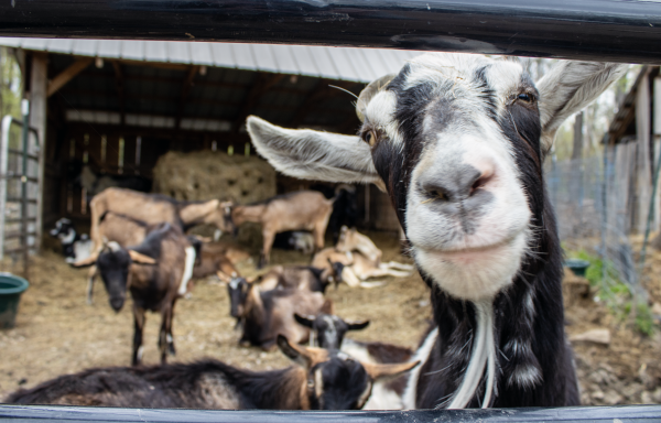 goats at gorgeous goat creamery.