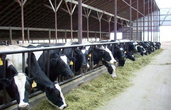 Dairy Cows at Kalispell Kreamery in Montana